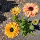 ECHINACEA SUNSEEKERS RAINBOW #1