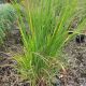 GRASS PANICUM NORTHWIND #2