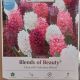 HYACINTH VALENTINE BLEND 12PP