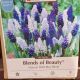 MUSCARI DELFT BLUE BLEND 40PP