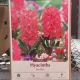  HYACINTH JAN BOS 5PP