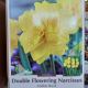 NARCISSUS GOLDEN DUCAT 8PP