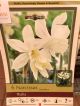 NARCISSUS THALIA 6PP