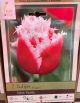 TULIP NEW SANTA 7PP