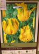 TULIP LA COURTINE PARROT 8PP