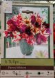 TULIP PARROT MIX 6PP