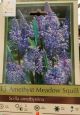 SCILLA AMETHYSTINA 15PP