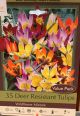 TULIP WILDFLOWER MIX 35PP