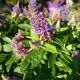 BUTTERFLY BUSH DAPPER LAVENDER #3