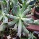 ECHEVERIA 4