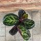 CALATHEA 4