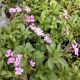 SAPONARIA SOAPWORT 4.5