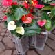 ANTHURIUM 4