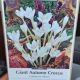 CROCUS GIANT AUTUMN WHITE 1PP