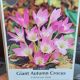 CROCUS GIANT 1PP