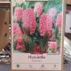 HYACINTH PINK PEARL 5PP