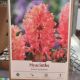 HYACINTH SWEET INVITATION 5PP