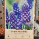 MUSCARI DARK EYES 12PP