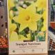 NARCISSUS RIJNVELDS EARLY SENSATION 6PP