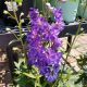 DELPHINIUM DEL BREEZIN #2