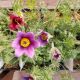 PULSATILLA VULGARIS 3.5