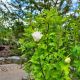 ROSE OF SHARON MORNING STAR1 1/2''