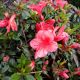 AZALEA WINTERGREEN #3