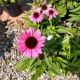 ECHINACEA FUCHSIA IS BRIGHT #1