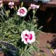 DIANTHUS PRETTY POPPERS KISS & TELL #1