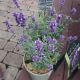 LAVANDULA SUPER BLUE #1