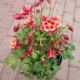 AQUILEGIA EB RED YELLOW #1.5