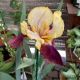 IRIS GERMANICA BLATANT #1.5