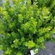 BOXWOOD NEWGEN FREEDOM