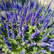 VERONICA SPICATA ROYAL CANDLES #1