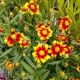 COREOPSIS SUN SPLASH #1