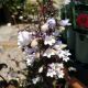 PENSTEMON DARK TOWERS #2