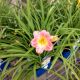 HEMEROCALLIS LONG. BEAUTY #1