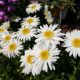 LEUCANTHEMUM S.D. BIRDY #1