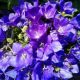 CAMPANULA PEARL DEEP BLUE 3.5