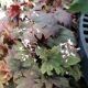 HEUCHERELLA SWEET TEA #1.5