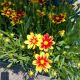 COREOPSIS GOLDEN STARDUST #1