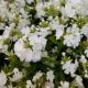 PHLOX VOLCANO WHITE #2