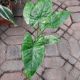 ALOCASIA 4