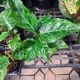 AGLAONEMA 4