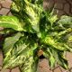 DIEFFENBACHIA 10