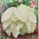 BULB CALADIUM JUNE BRIDE