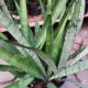 SNAKE PLANT 8