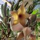 STAPELIA HANGING BASKET 8