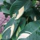 CALATHEA 10