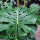 PHILODENDRON 14